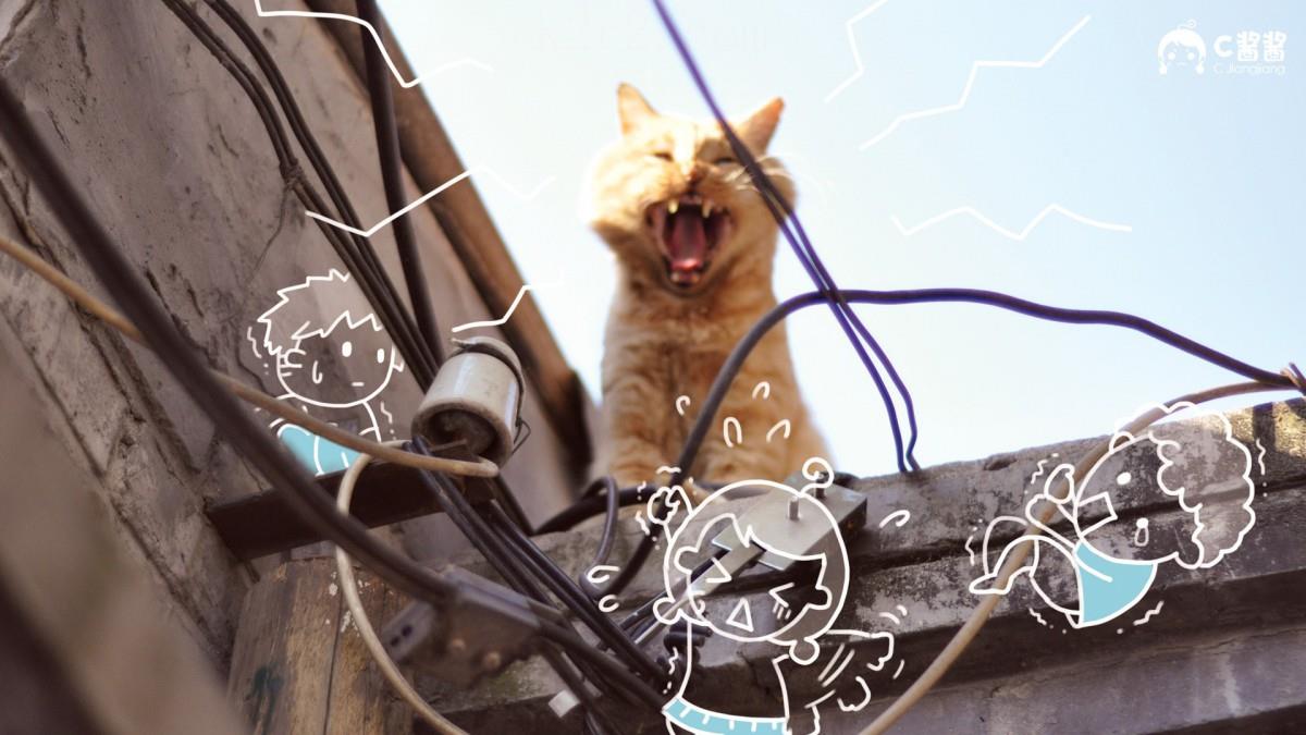 恶搞喵星人(猫咪)图片