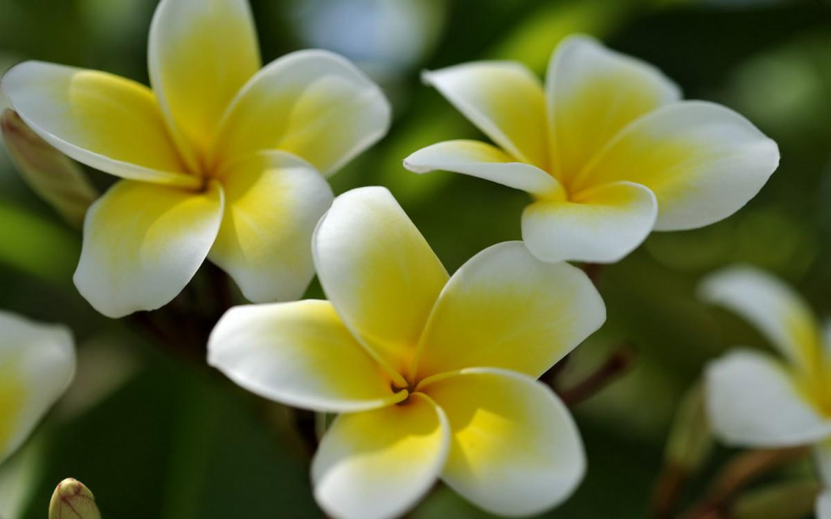 美丽的鸡蛋花高清宽屏图片