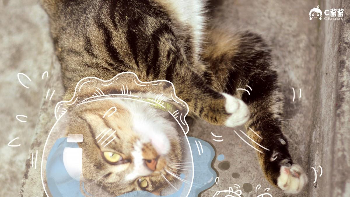 恶搞喵星人(猫咪)图片