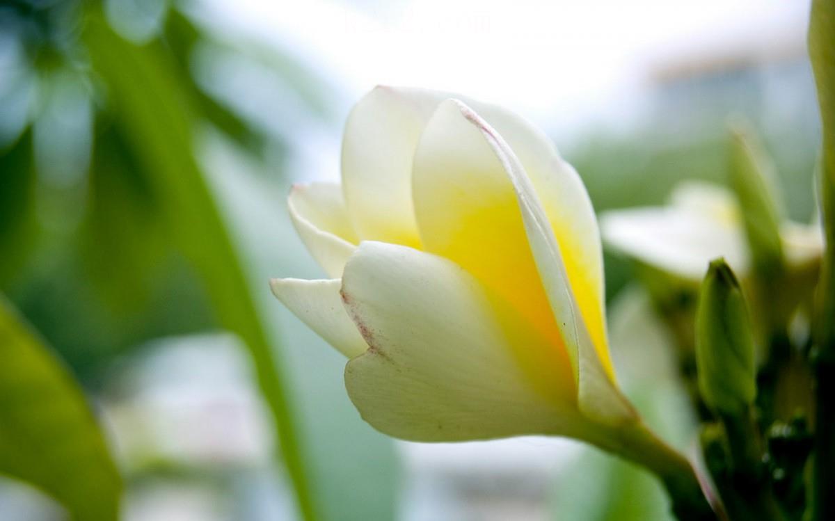 美丽的鸡蛋花高清宽屏图片