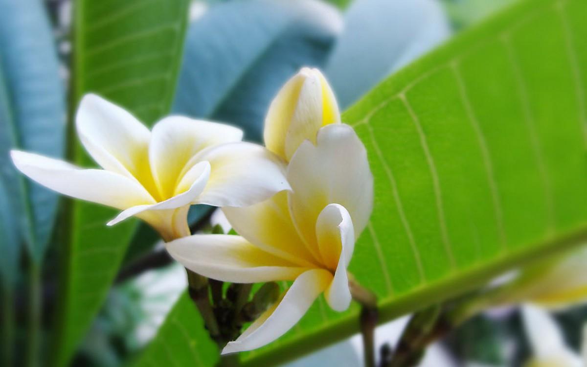 美丽的鸡蛋花高清宽屏图片