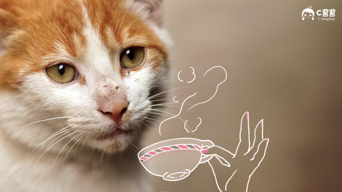 恶搞喵星人(猫咪)图片