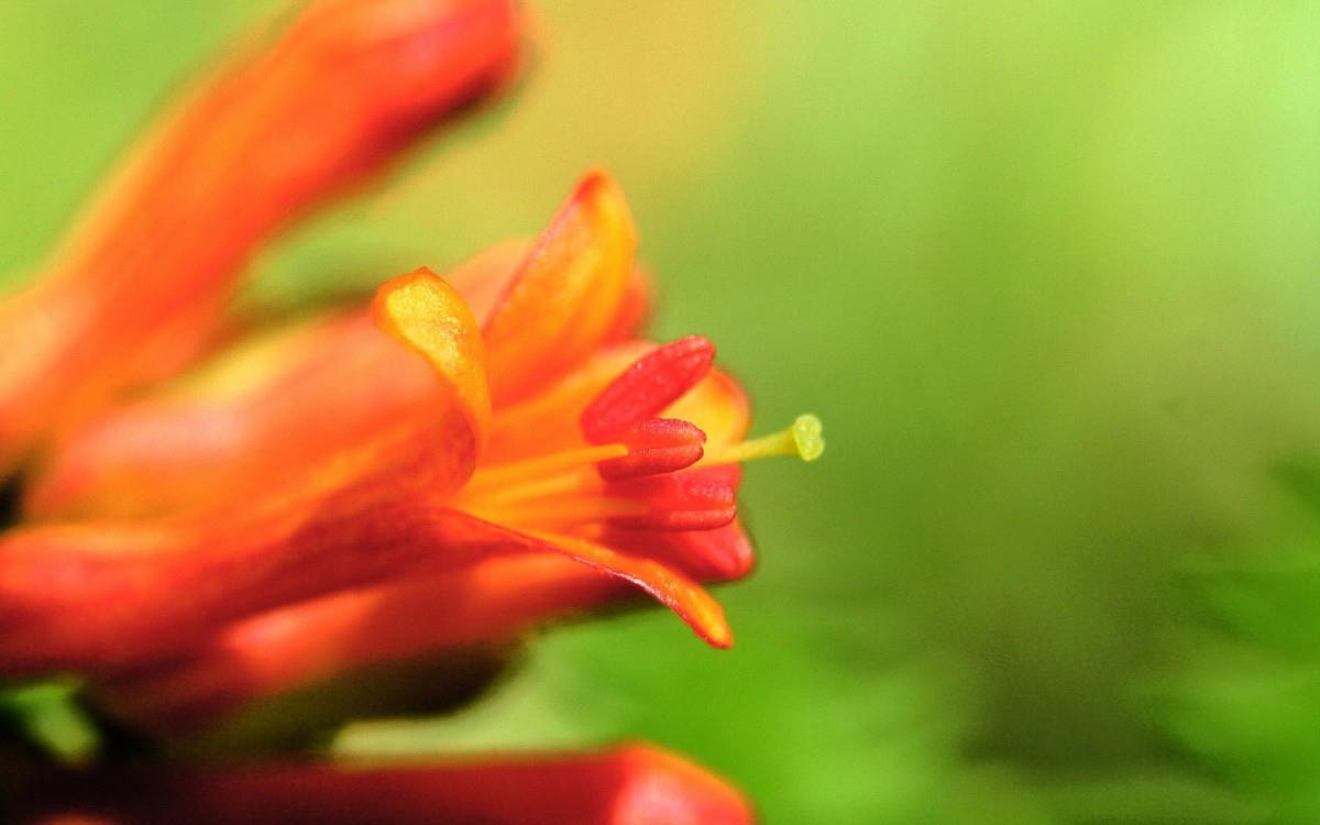 百合花(百年好合)花语图片