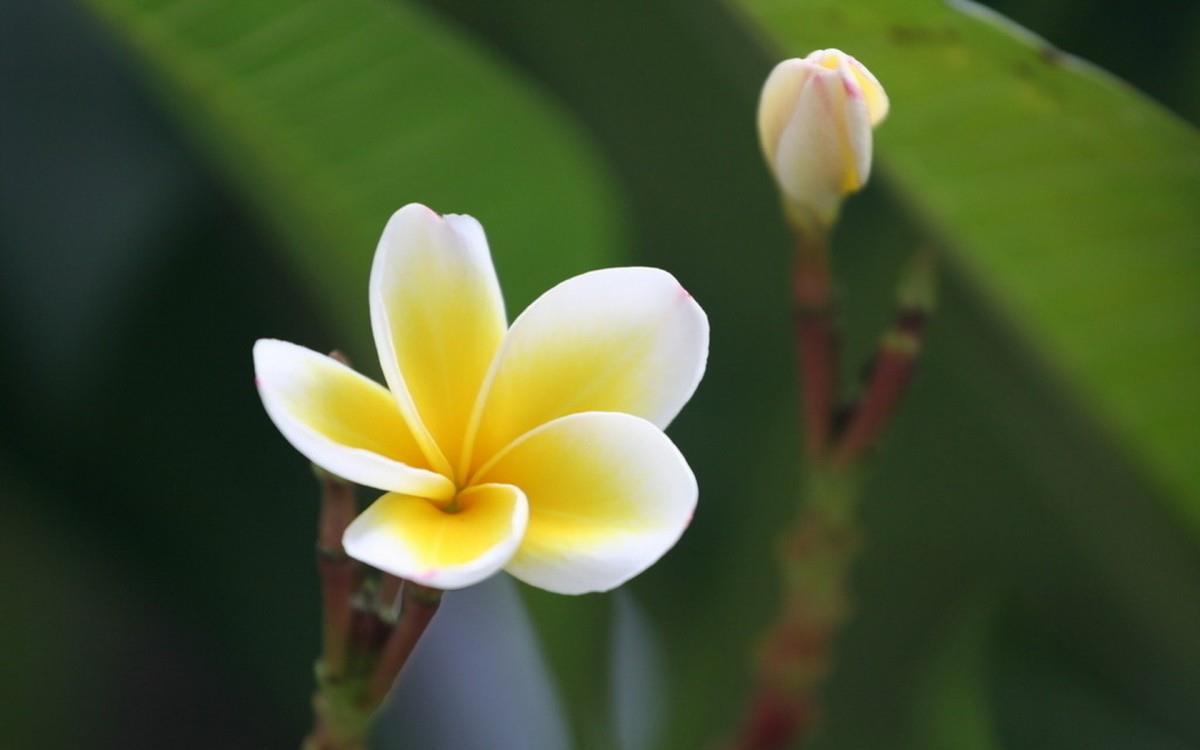 美丽的鸡蛋花高清宽屏图片