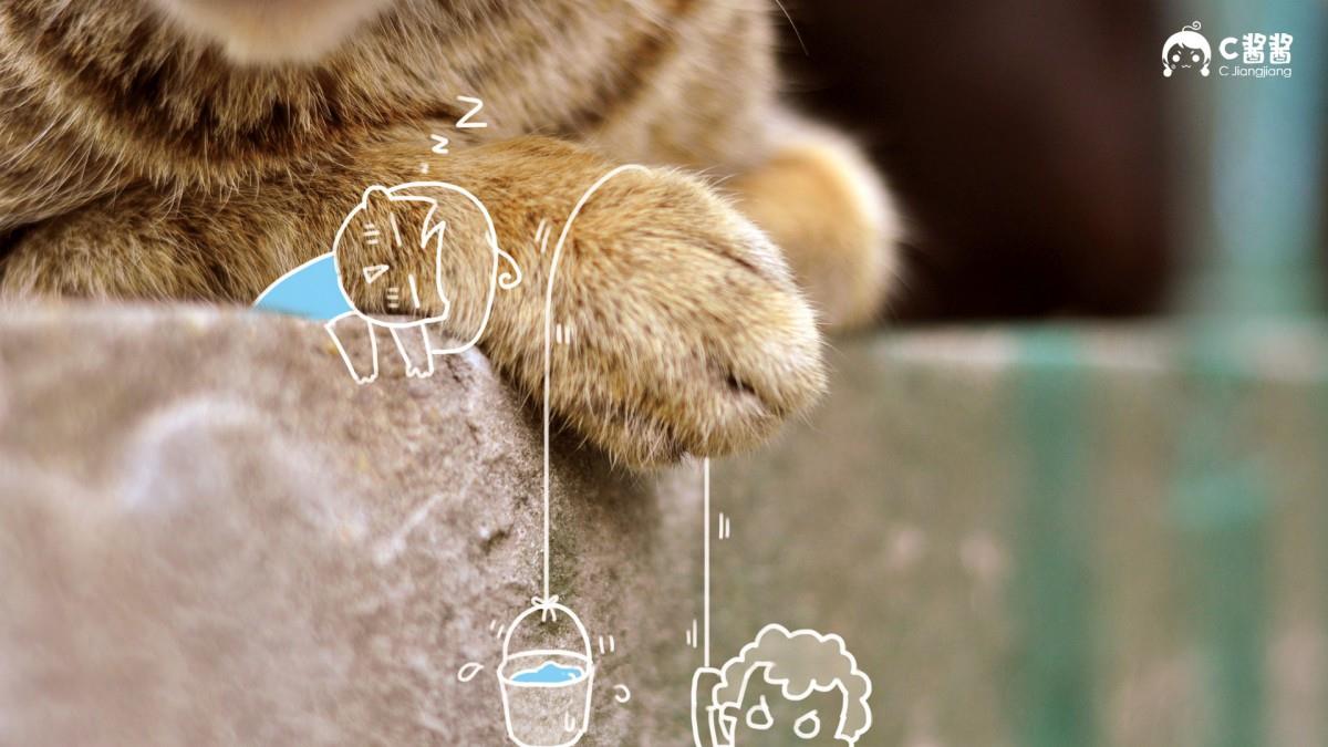 恶搞喵星人(猫咪)图片