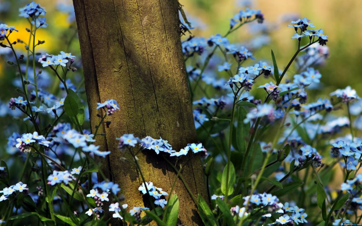忽忘我花语图片