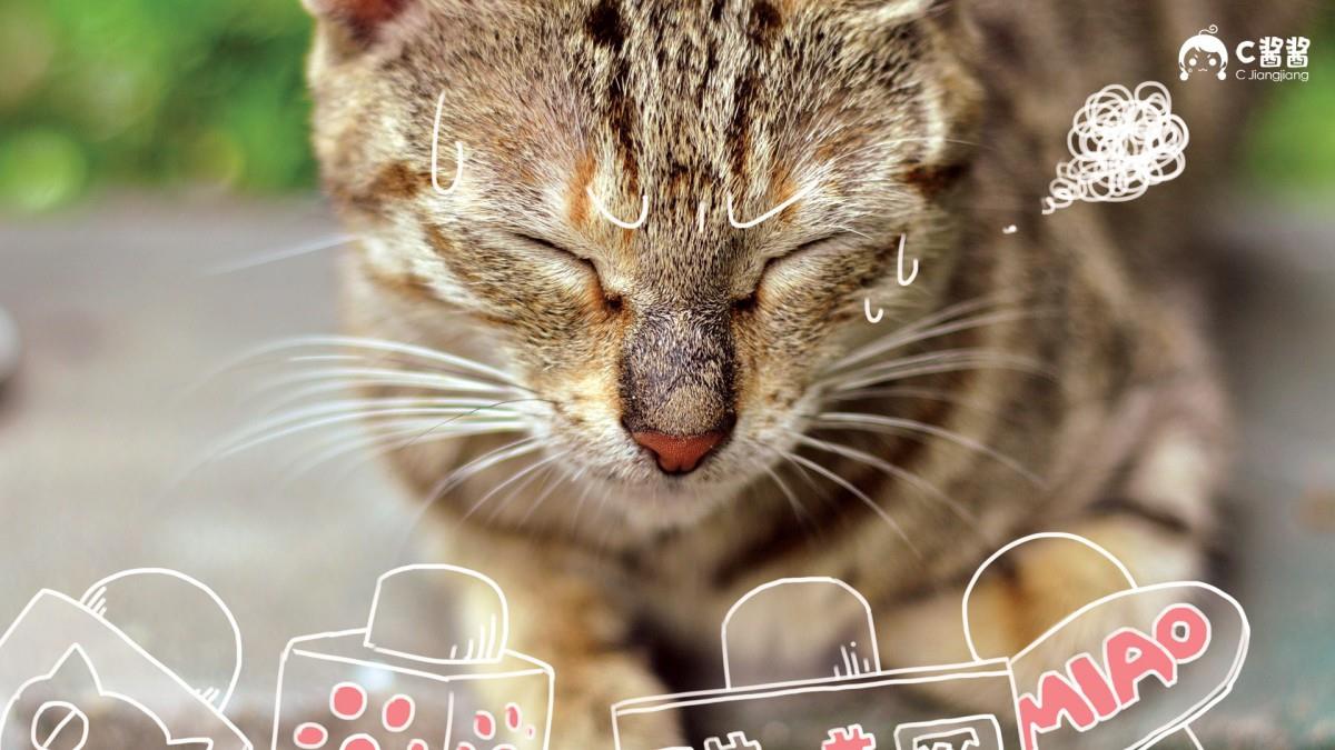 恶搞喵星人(猫咪)图片