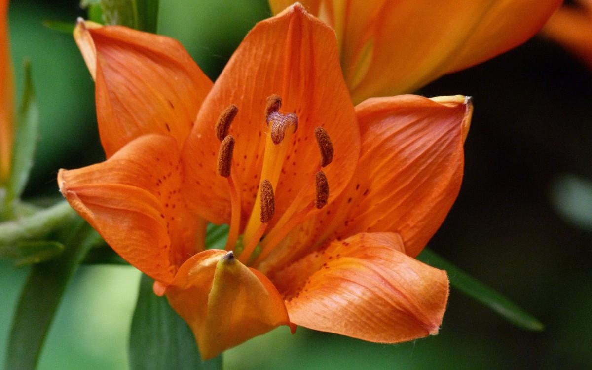 百合花(百年好合)花语图片