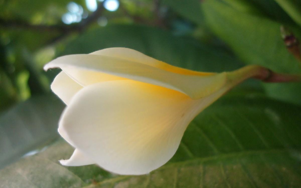 美丽的鸡蛋花高清宽屏图片