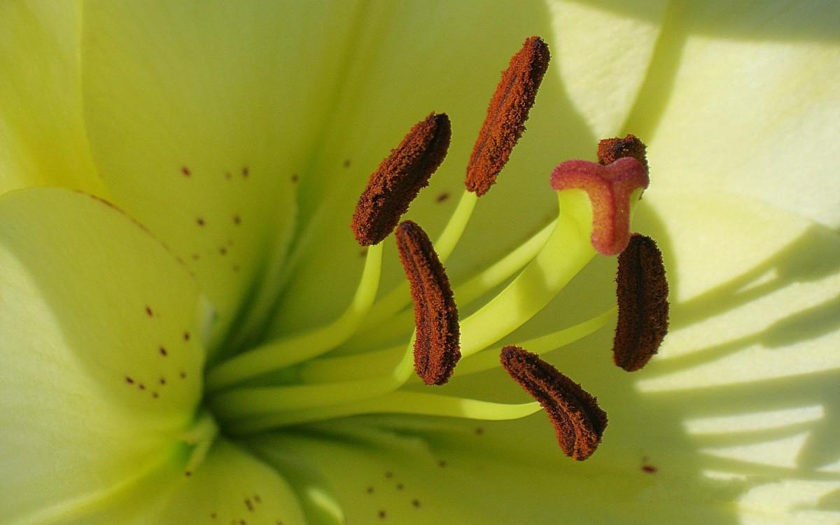 百合花(百年好合)花语图片