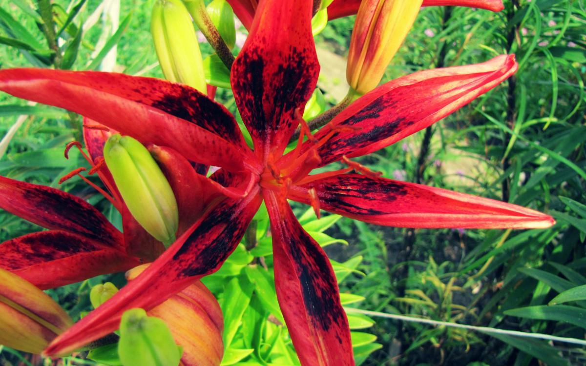 百合花(百年好合)花语图片