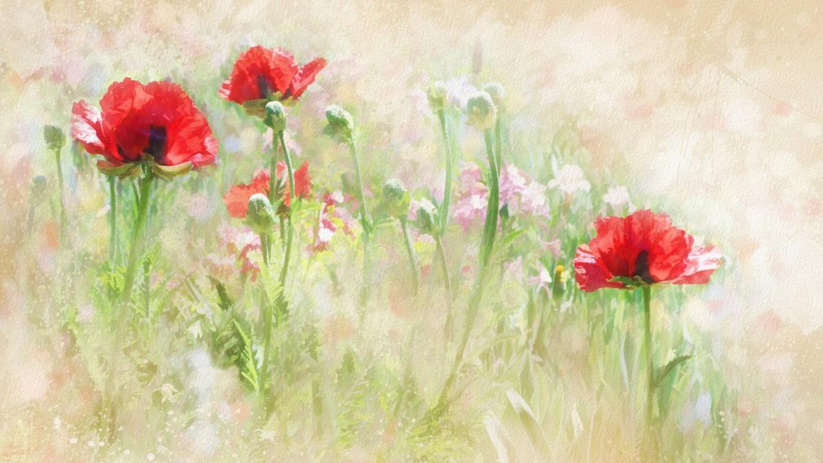 手绘花卉水彩画图片