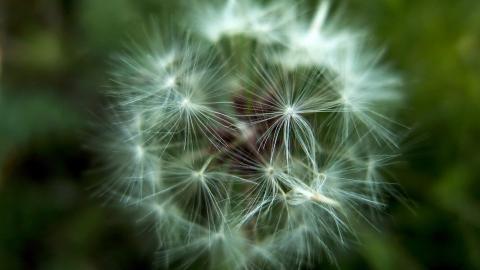 菊科植物蒲公英图片