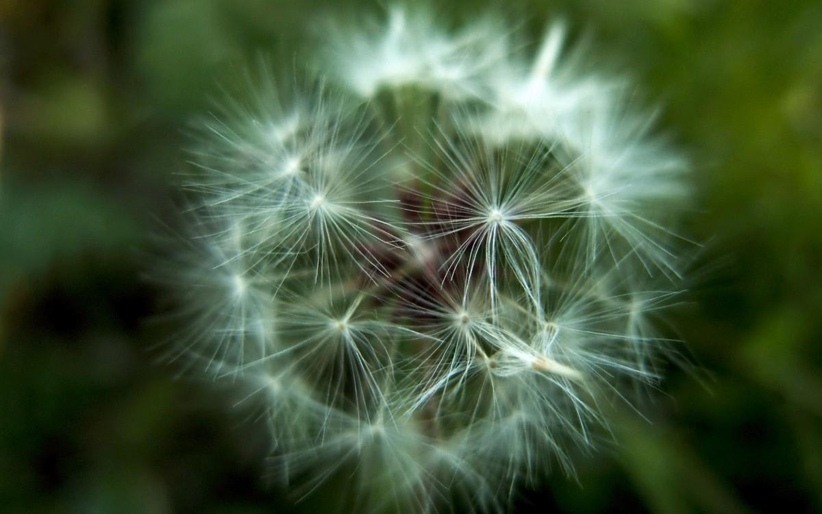 菊科植物蒲公英图片