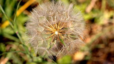 菊科植物蒲公英图片