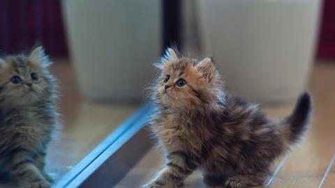 可爱的猫咪电脑图片