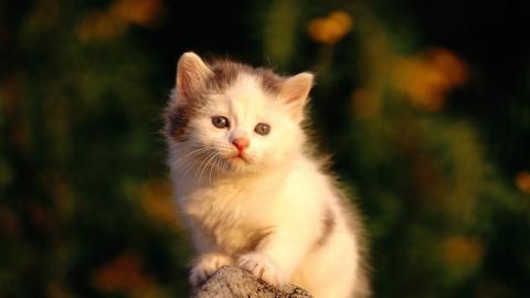 可爱的猫咪电脑图片