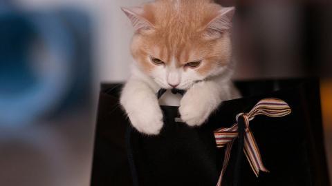 可爱的猫咪电脑图片