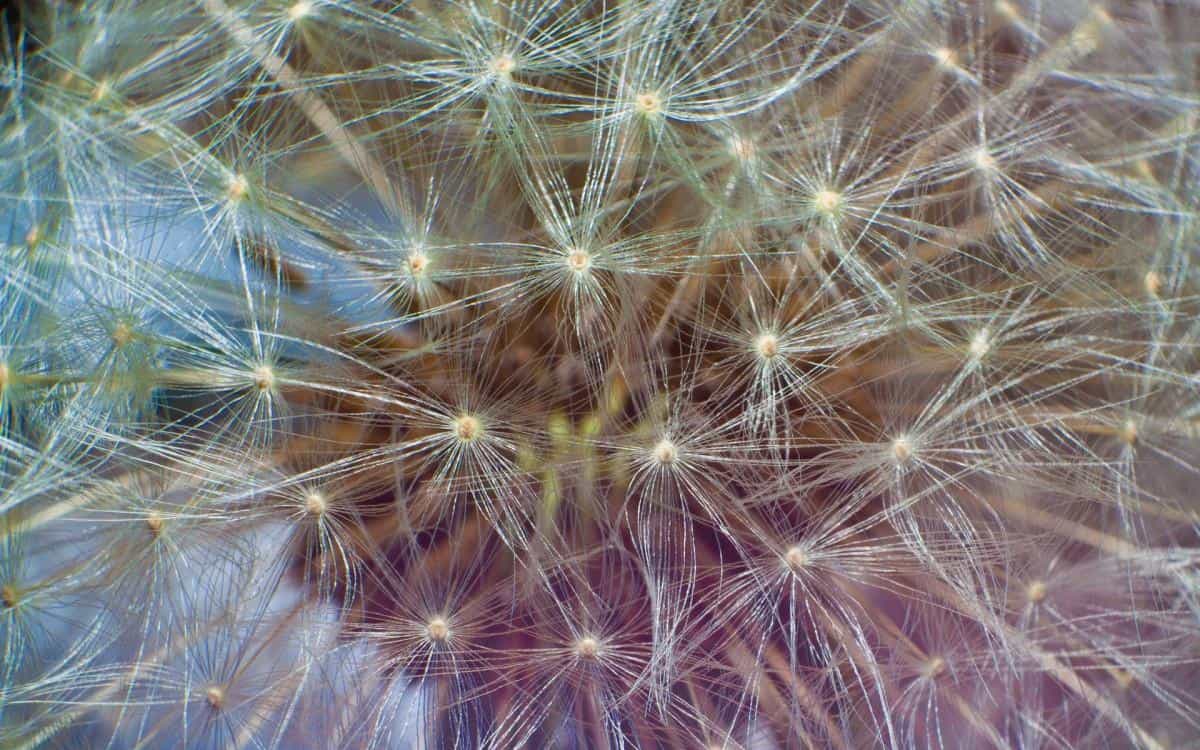 菊科植物蒲公英图片