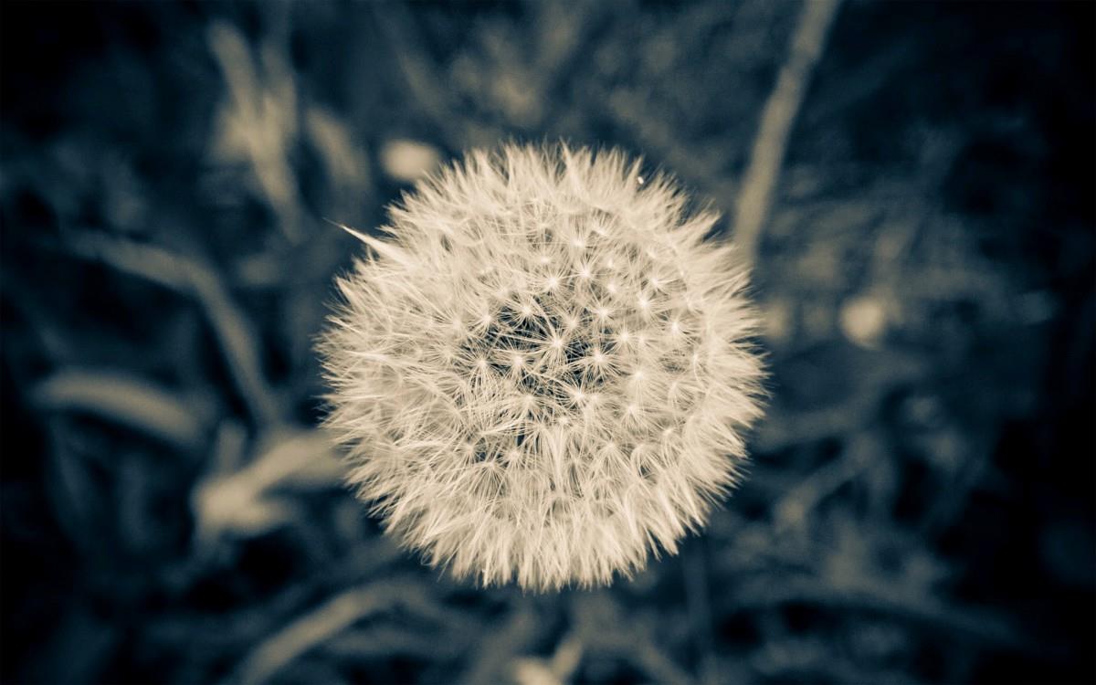 菊科植物蒲公英图片