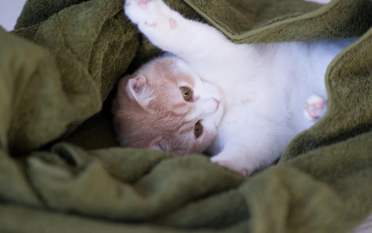 可爱的猫咪电脑图片