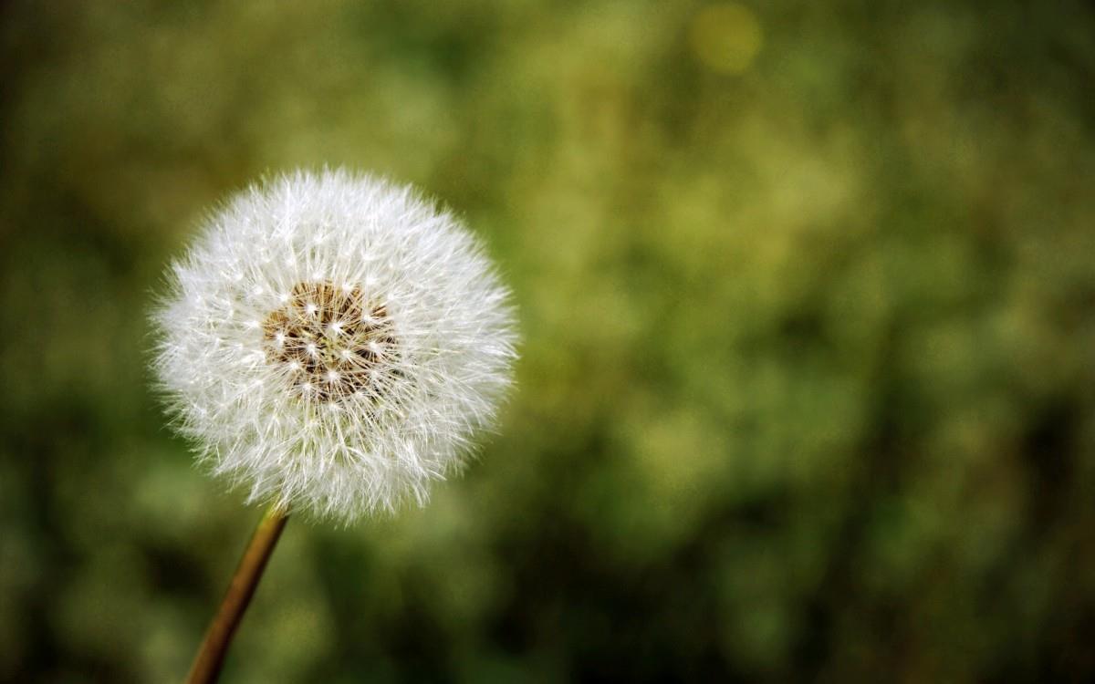 菊科植物蒲公英图片