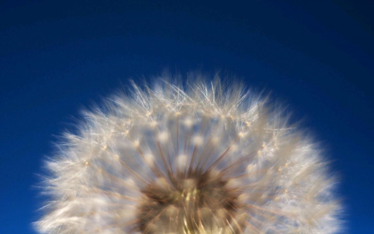 菊科植物蒲公英图片