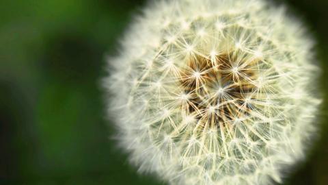 菊科植物蒲公英图片