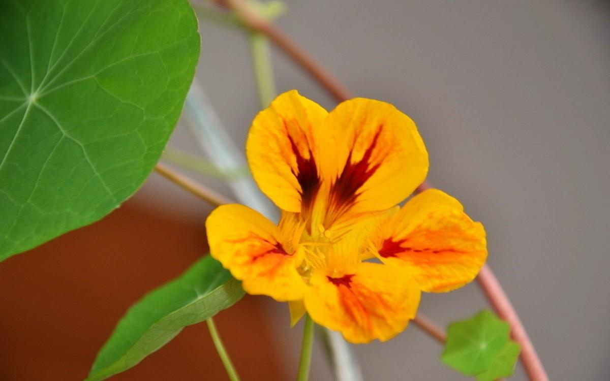 旱金莲花卉图片