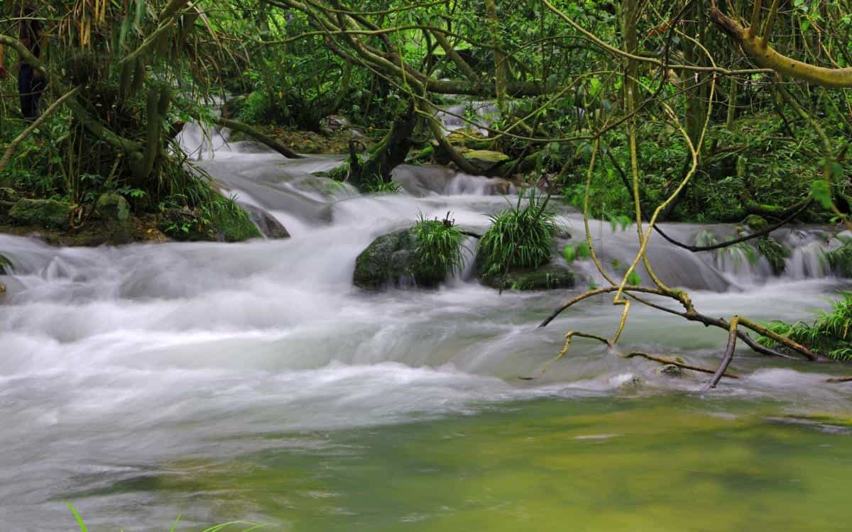 水上森林溪流美景图片