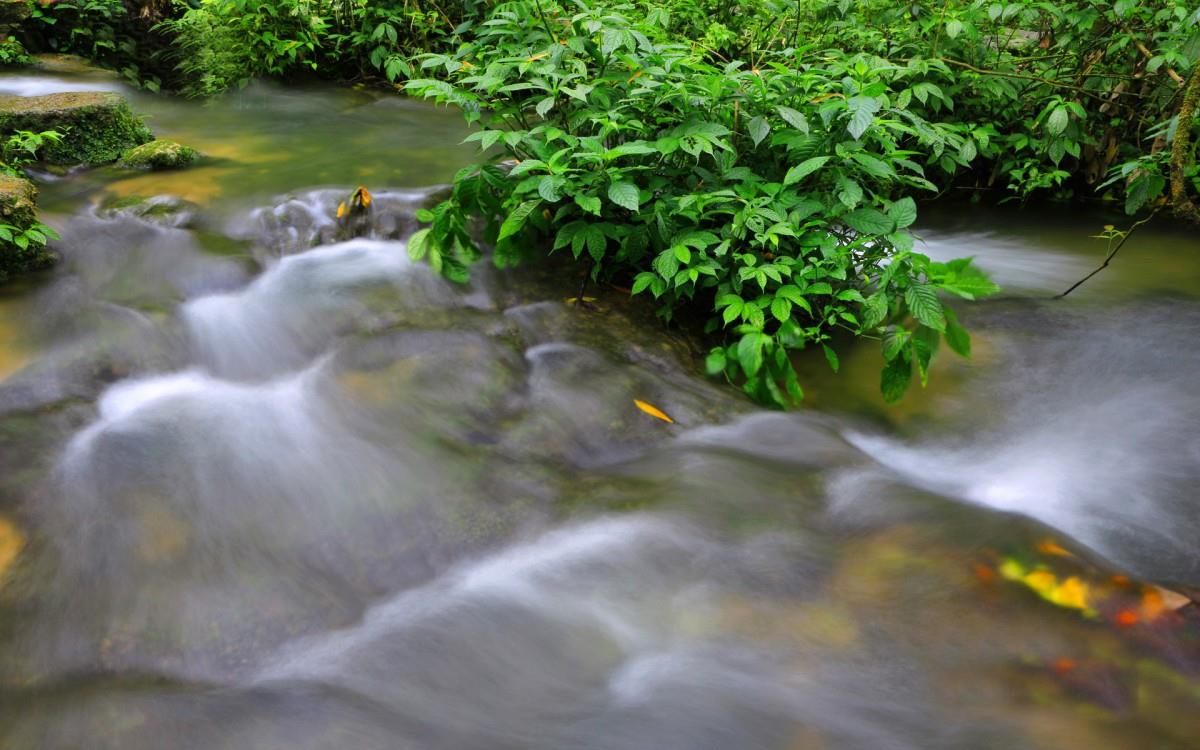 水上森林溪流美景图片