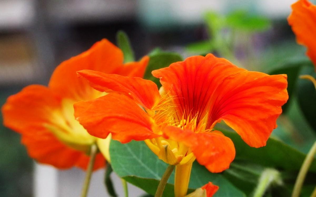 旱金莲花卉图片