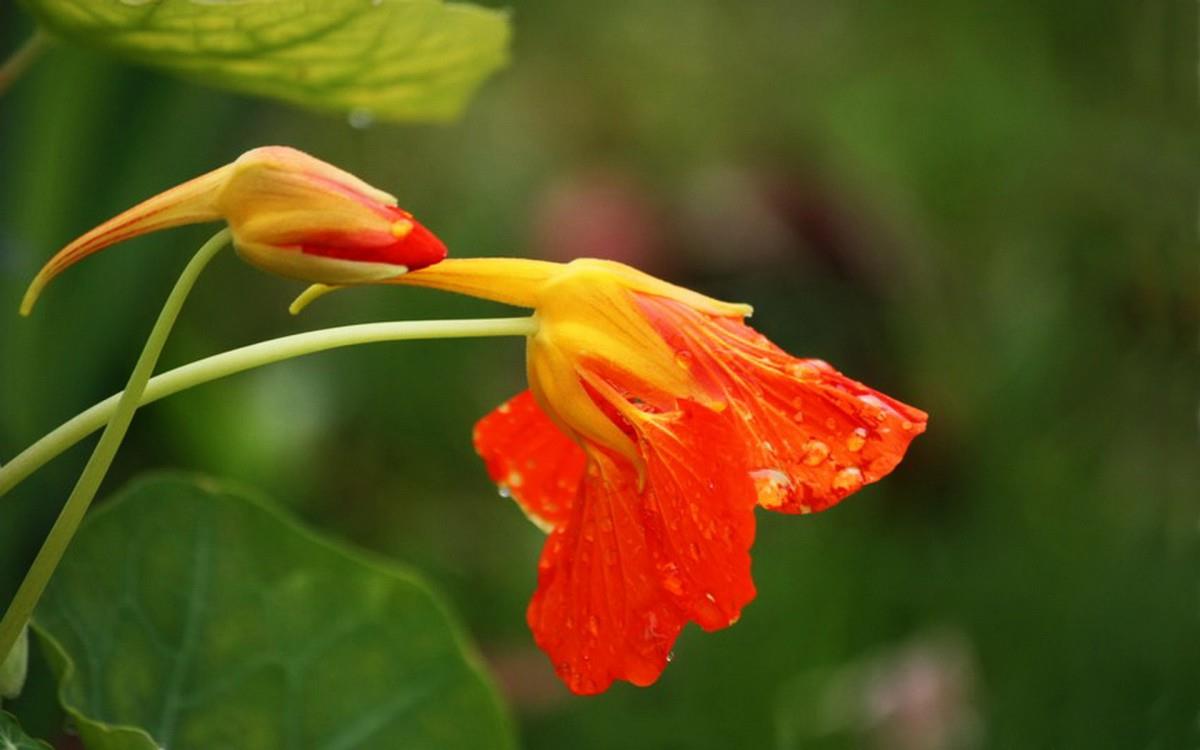 旱金莲花卉图片