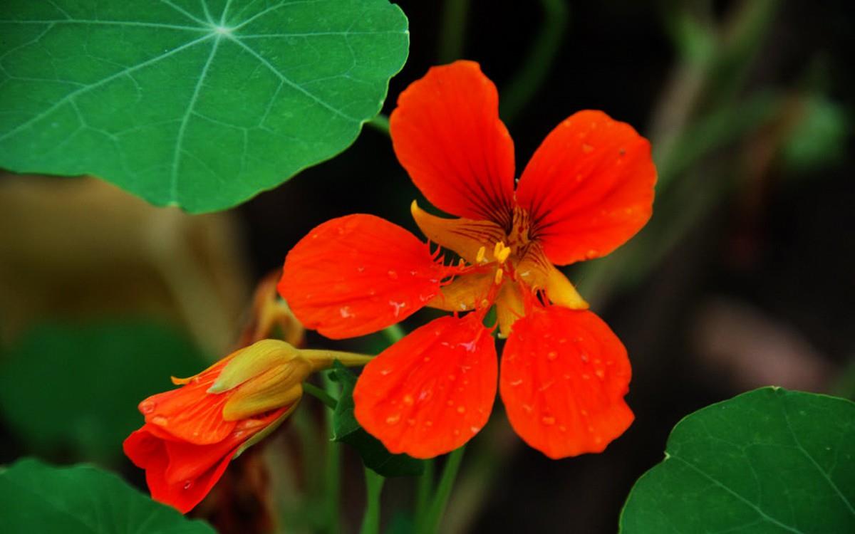 旱金莲花卉图片