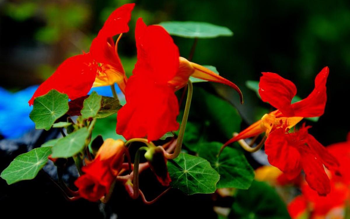 旱金莲花卉图片