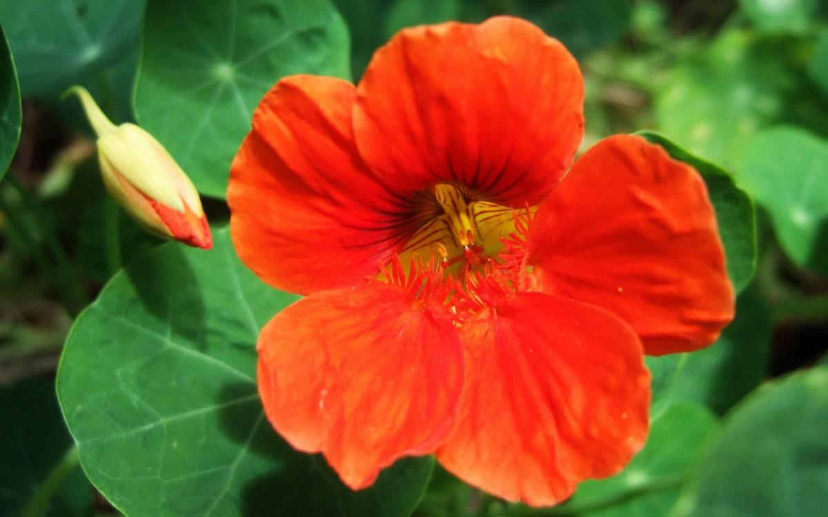 旱金莲花卉图片