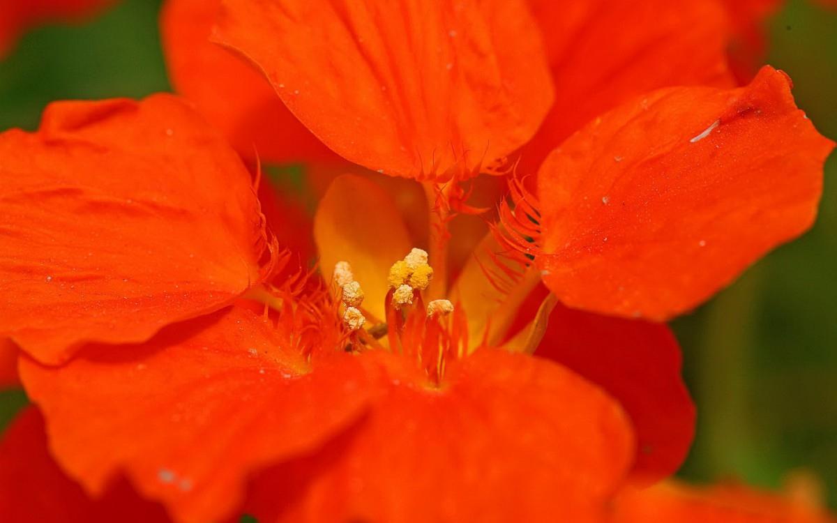 旱金莲花卉图片