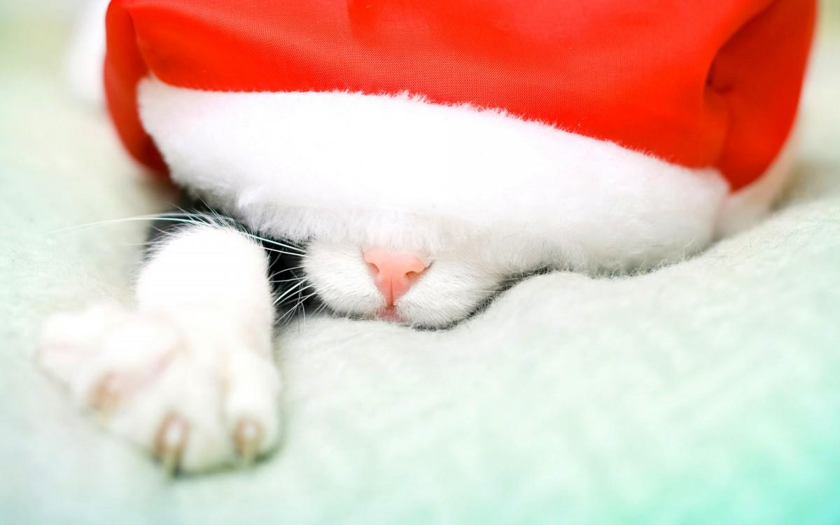 圣诞节猫咪图片