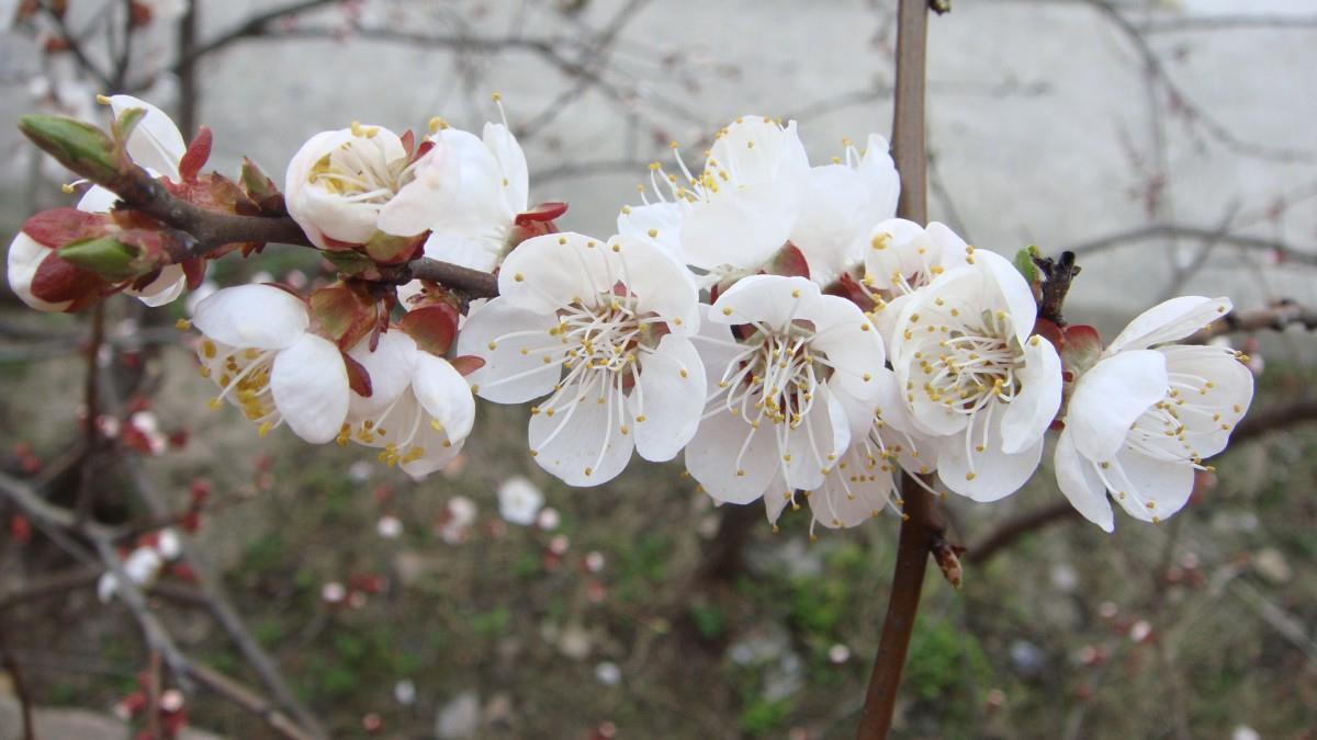洁白的杏花图片