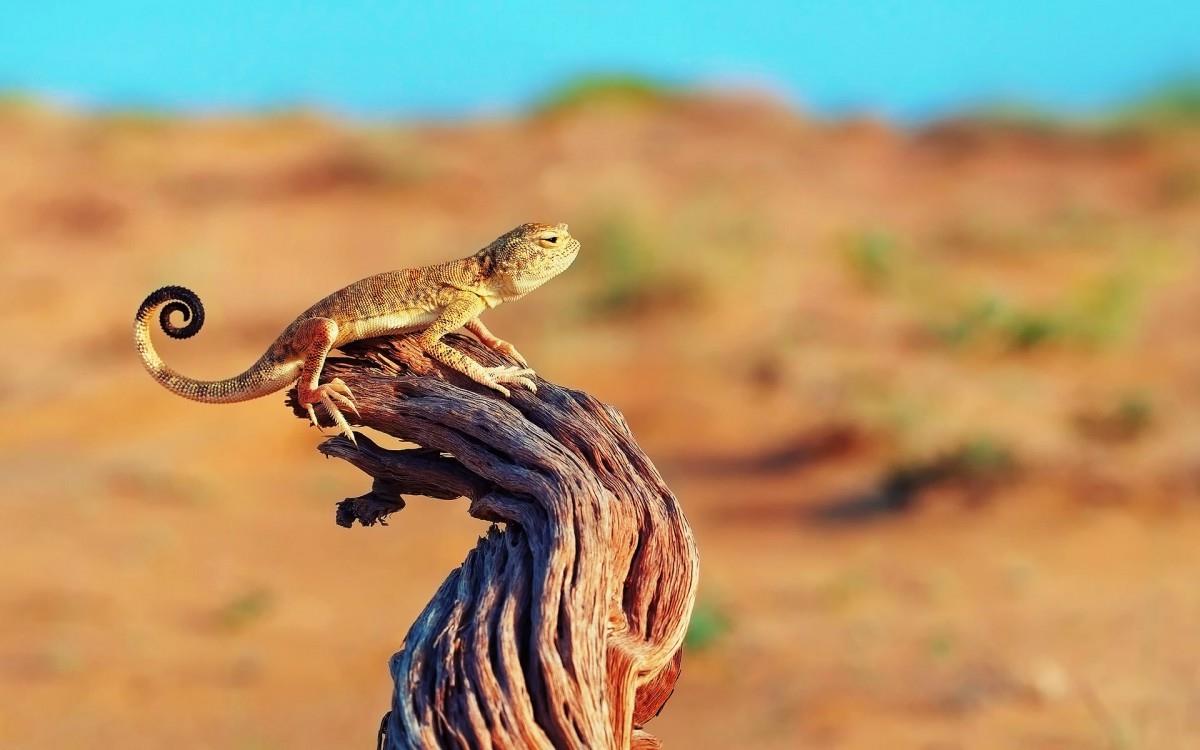 蜥蜴图片