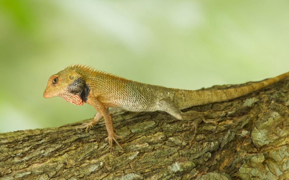蜥蜴图片