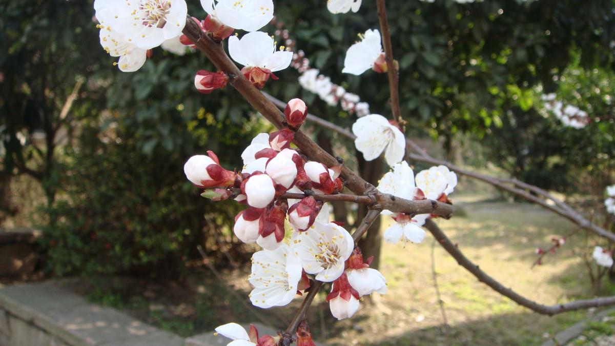 洁白的杏花图片