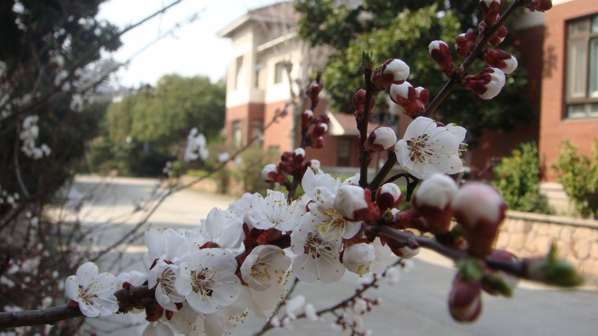 洁白的杏花图片