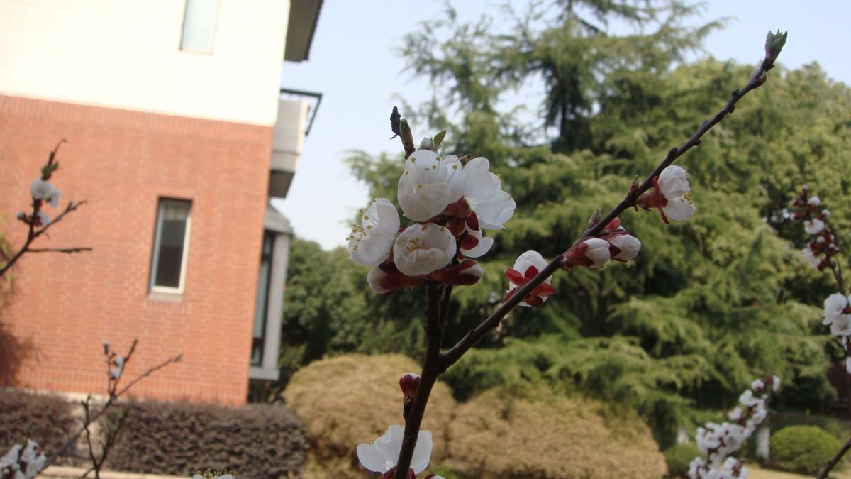 洁白的杏花图片