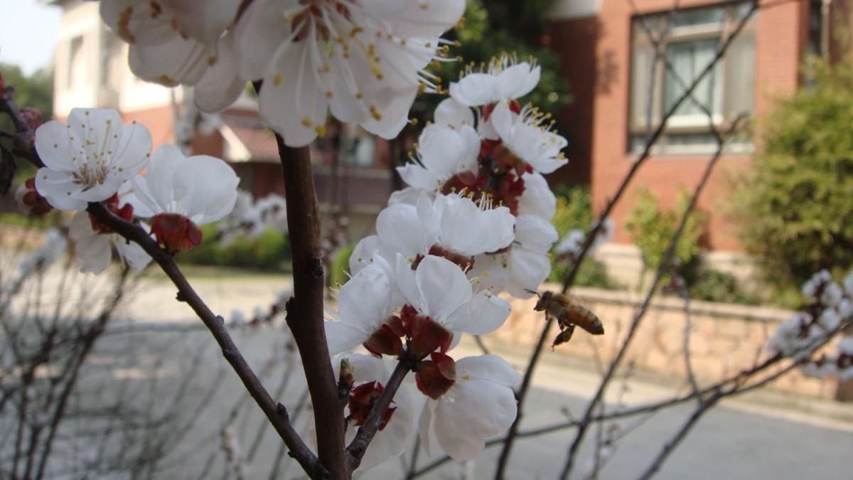 洁白的杏花图片