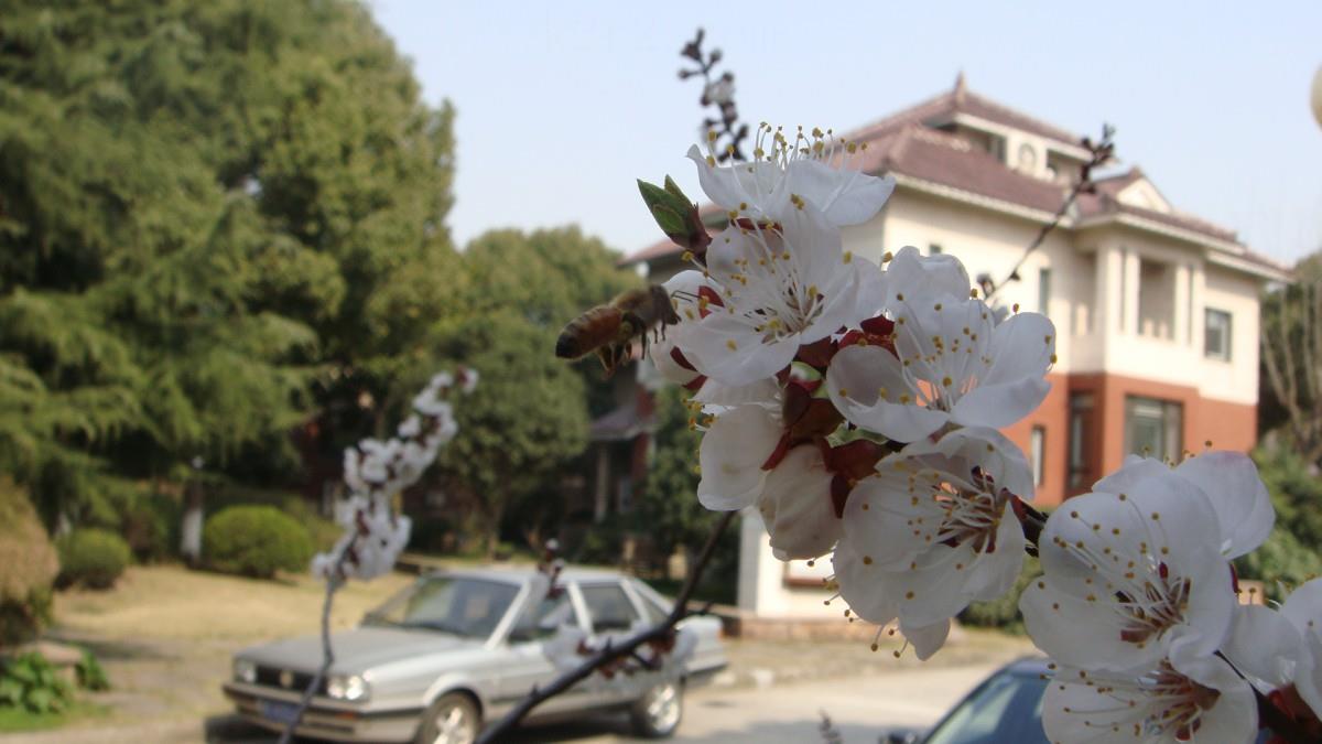 洁白的杏花图片