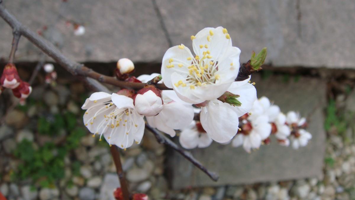 洁白的杏花图片
