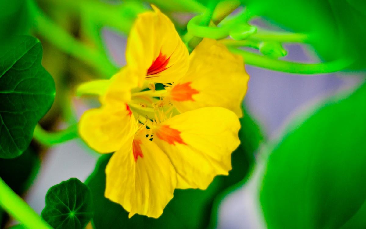 旱金莲美丽花朵图片