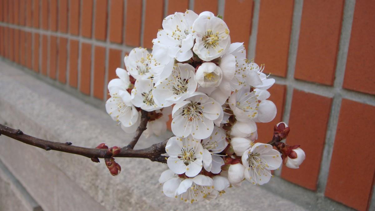 洁白的杏花图片