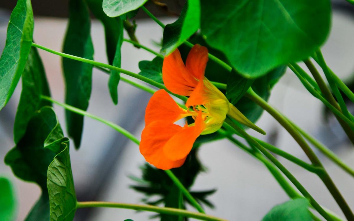 旱金莲美丽花朵图片